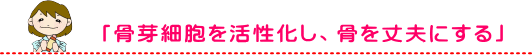 身体へのコラーゲン効果３「骨芽細胞を活性化し、骨を丈夫にする」